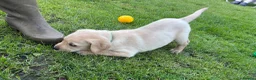 Labrador Retriever dogs for sale: RELISTED DUE TO TIMEWASTER! Gorgeous Lab Puppy - Advert 3