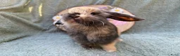 Mini Lop rabbits for sale: 2 mini lop bucks - Advert 12