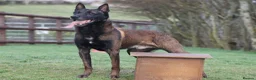 Belgian Shepherd Dog dogs for sale: IKC Registered Belgian Malinois - Advert 2