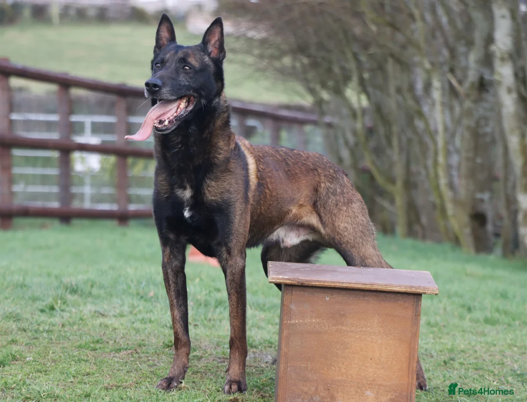 Belgian Shepherd Dog dogs for sale: IKC Registered Belgian Malinois - Advert 2