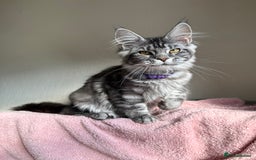 Maine Coon cats for sale: Pedigree GCCF Russian Import line Maine Coons - Image 17