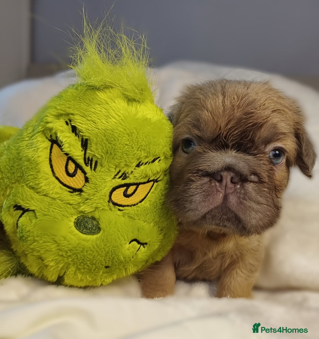 French Bulldog dogs for sale: Adorable fluffy frenchies ready for loving homes - Advert 11