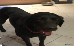 Labrador Retriever dogs for sale: Labrador puppies  - Image 4