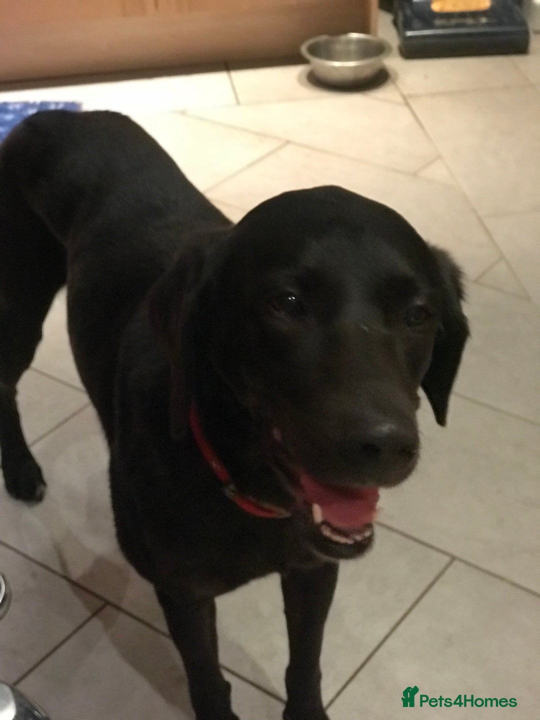 Labrador Retriever dogs for sale: Labrador puppies  - Image 4