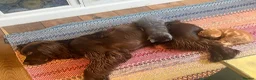 Mixed Breed cats for sale: 6 kittens. Mixed Maincoon and Persian  in Newbury - Advert 4