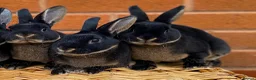 Rex rabbits for sale: 2 mini rex brothers  - Advert 3