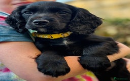 Cocker Spaniel dogs for sale: KC working cocker spaniel puppies - Image 16