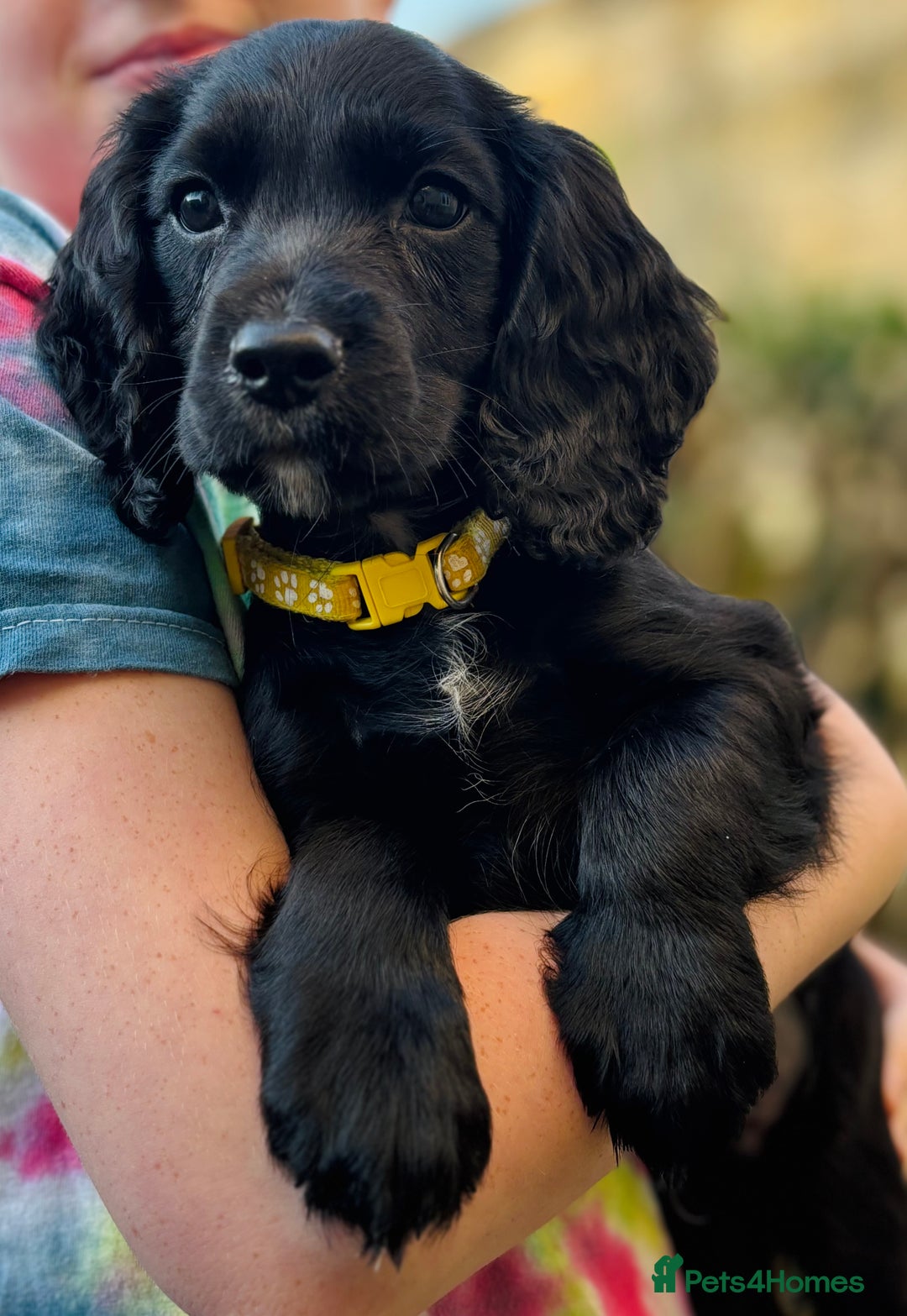Cocker Spaniel dogs for sale: KC working cocker spaniel puppies - Image 16
