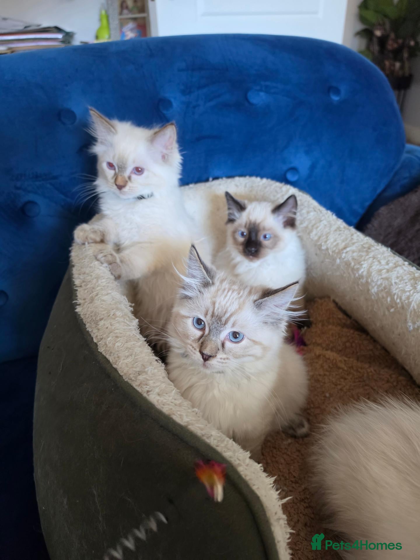 Ragdoll cats 💗7 Amazing kittens GCCF registered ❣️ - Advert 15