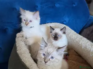 Ragdoll cats 💗7 Amazing kittens GCCF registered ❣️ - Advert 15
