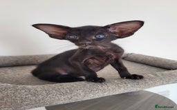 Oriental cats for sale: Oriental Shorthair kittens  - Image 21