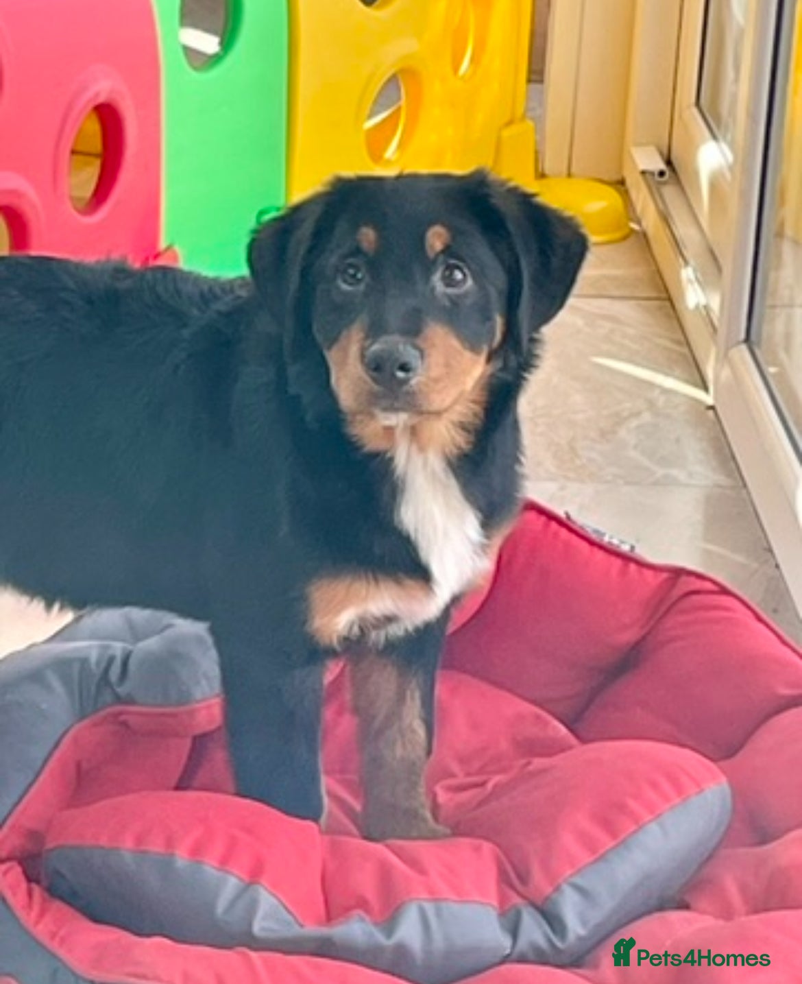 Bernese Mountain Dog dogs Boys and girls ready  - Advert 1