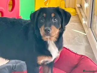 Bernese Mountain Dog dogs Boys and girls ready - Advert 1