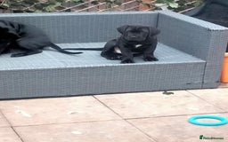 Cane Corso dogs for sale: Cane Corso puppies 14/11/25 - Image 25