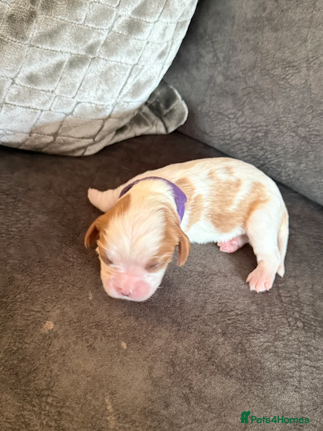 Cavalier King Charles Spaniel dogs for sale: King Charles Cavalier Puppies -  - Advert 2