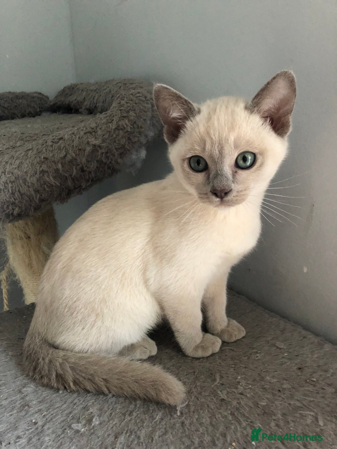 Tonkinese cats for sale: Tonkinese  - Advert 9