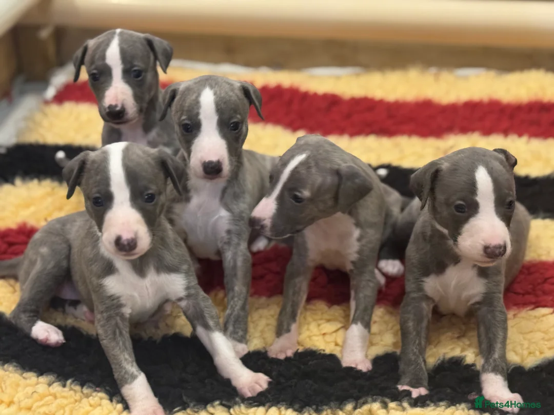 Whippet dogs for sale: Top quality KC registered Whippet pups - Advert 13