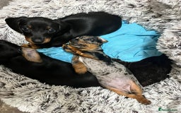 Dachshund dogs for sale: Mini dachshund puppies - Image 2