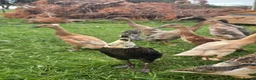 Ducks poultry for sale: Indian Runner Female Ducks, ducklings, turkeys - Advert 5