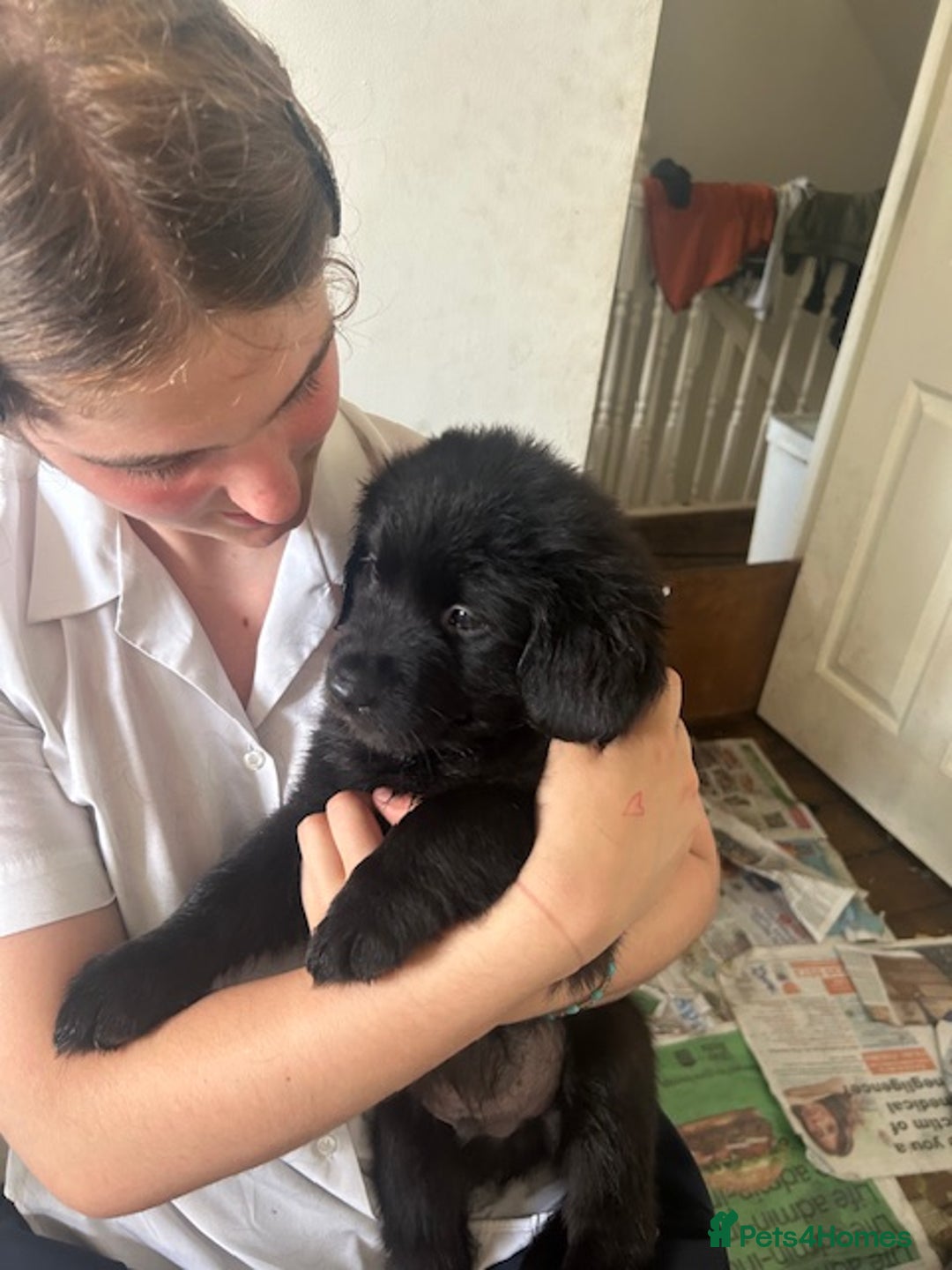 Labrador Retriever dogs for sale: Stunning Black Labrador Retriever Puppies in London - Image 4
