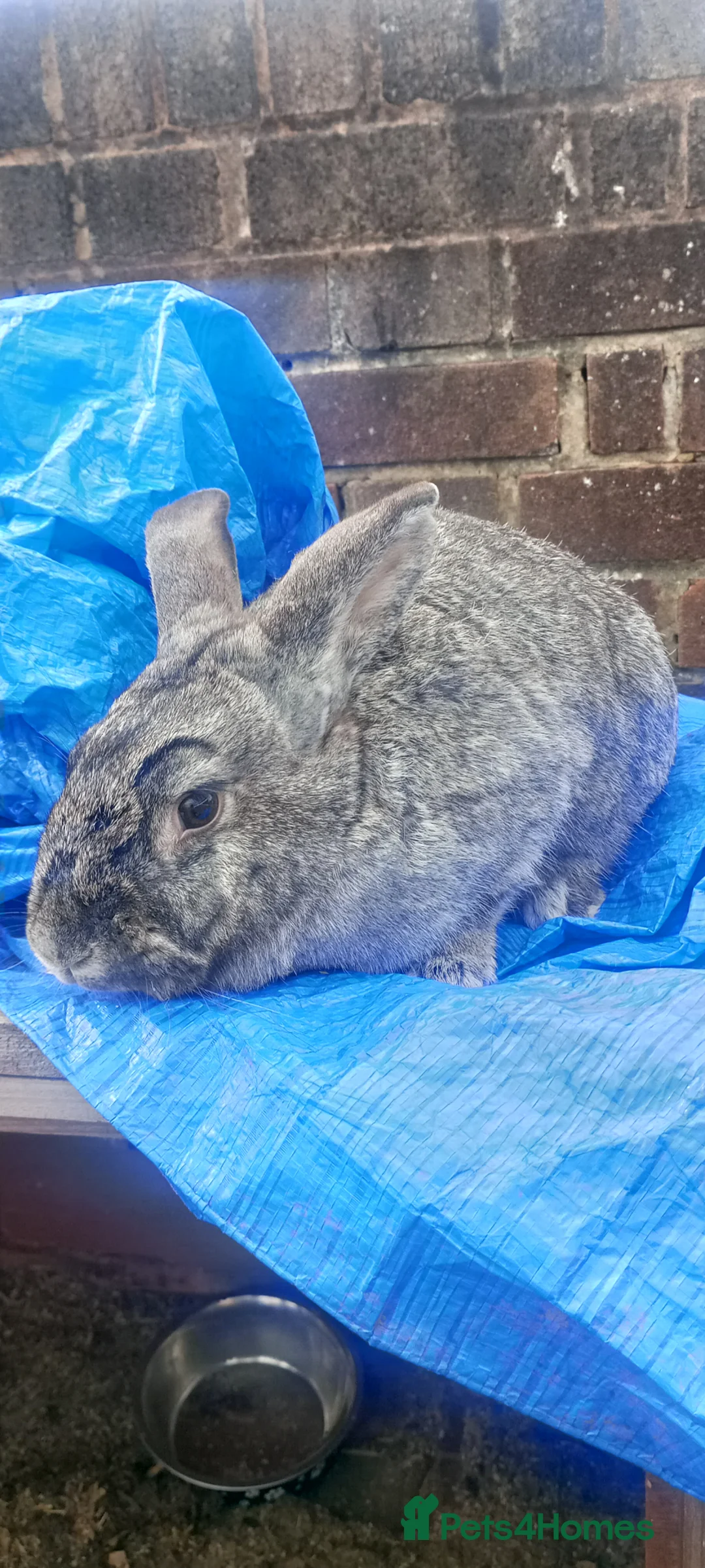 Mixed Breed rabbits for sale: Bonded does - Advert 2