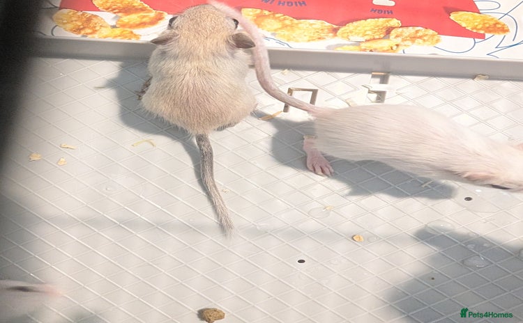 Gerbil rodents - Advert 1