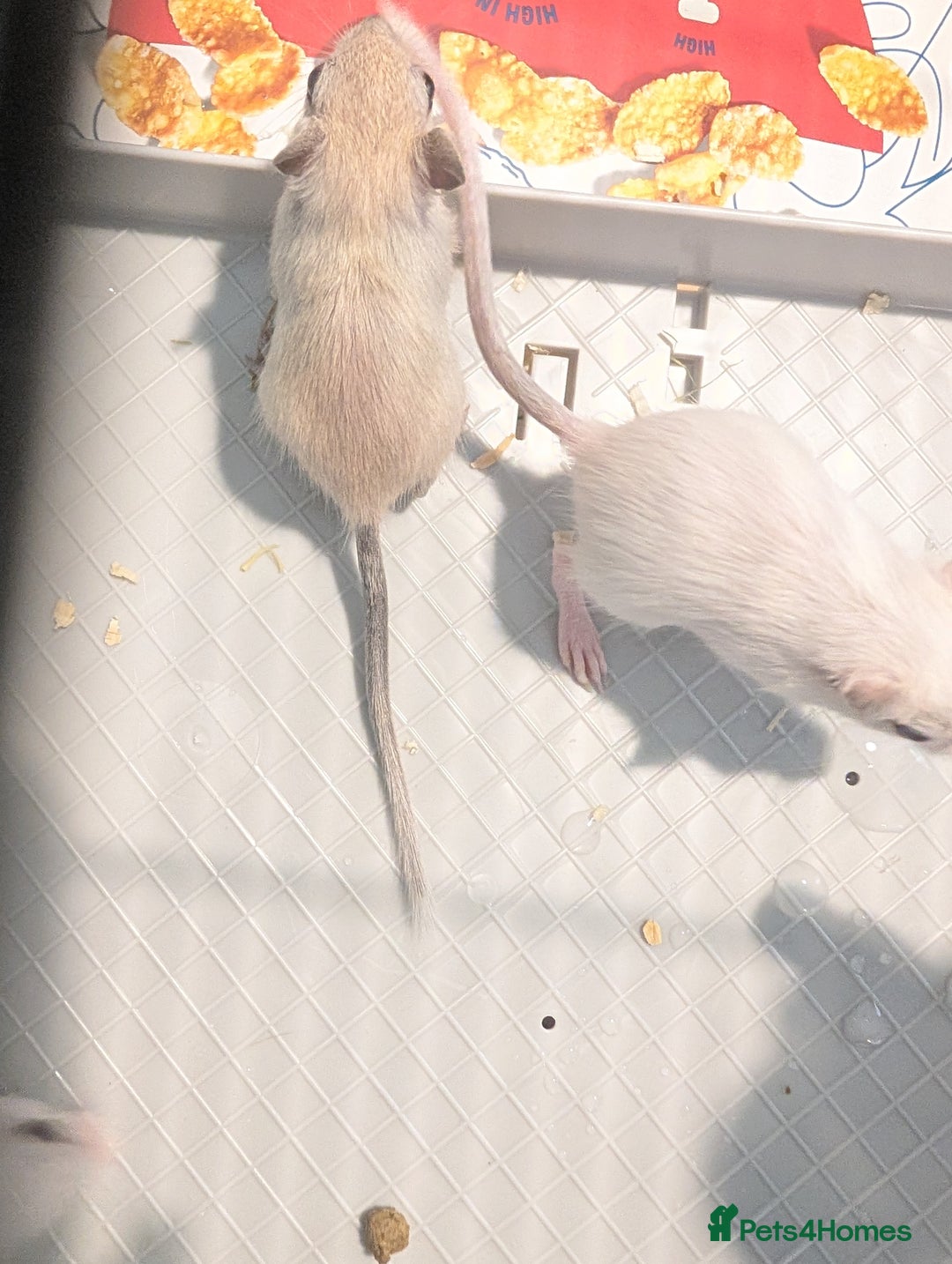 Gerbil rodents for sale: Baby gerbils mixed sex - Image 1