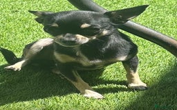 Chihuahua dogs for sale: Chihuahua girl 2 years old - Image 1