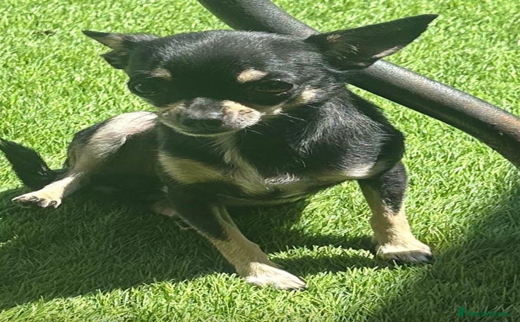 Chihuahua dogs - Advert 6