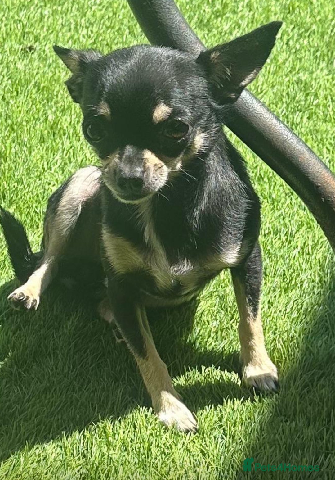 Chihuahua dogs for sale: Chihuahua girl 2 years old - Image 1