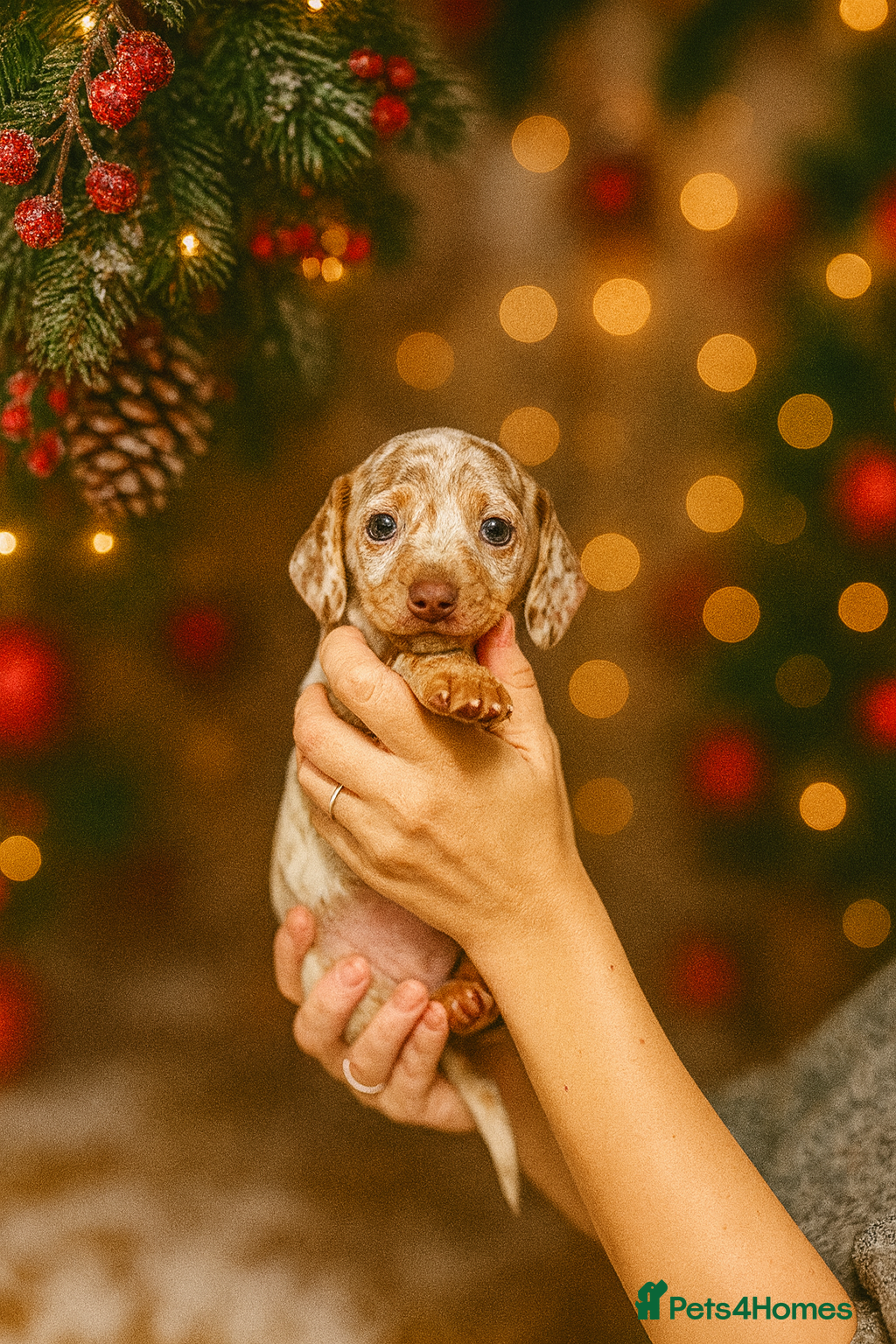 Miniature Dachshund dogs 1 AMAZING DAPPLE GIRL LEFT! Ready 29th Dec - Advert 14