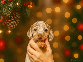 Miniature Dachshund dogs 1 AMAZING DAPPLE GIRL LEFT! Ready 29th Dec - Advert 14