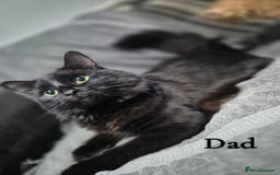 British Longhair cats for sale: Long haired kittens - Image 16