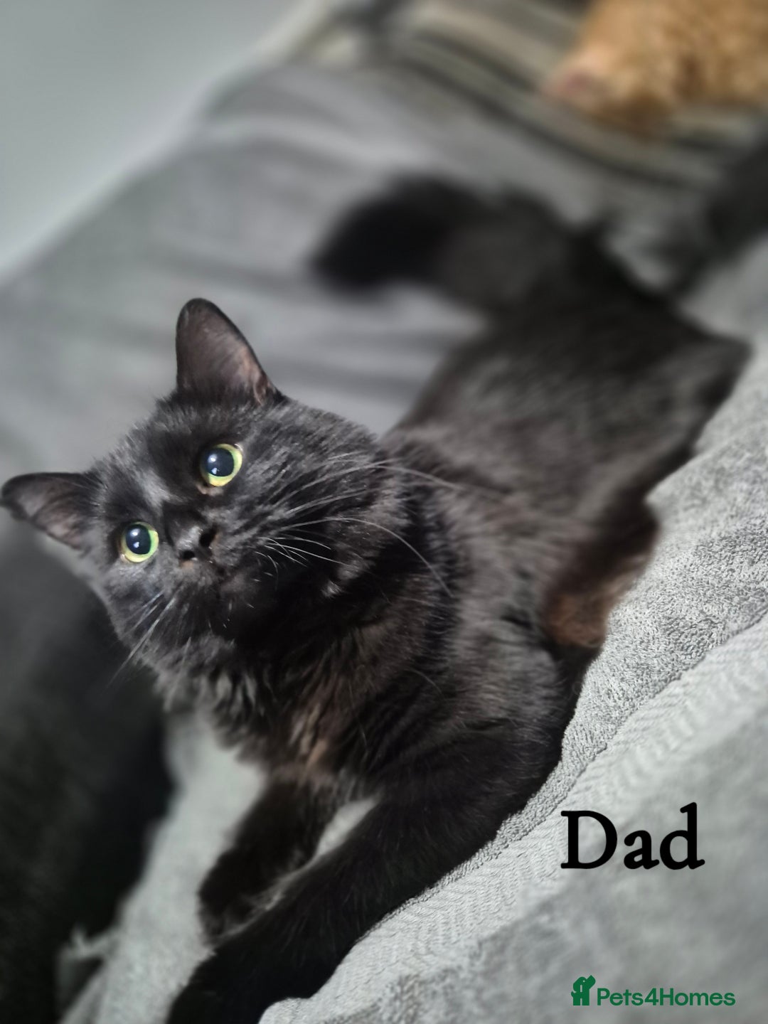 British Longhair cats for sale: Long haired kittens - Image 16