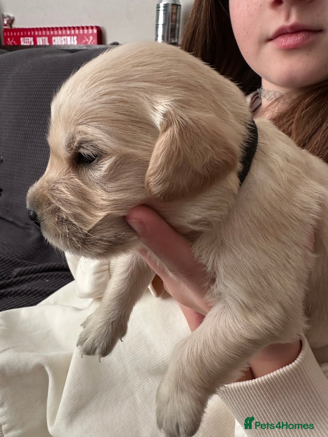 Golden Retriever dogs for sale: Daisy’s first litter - Advert 10