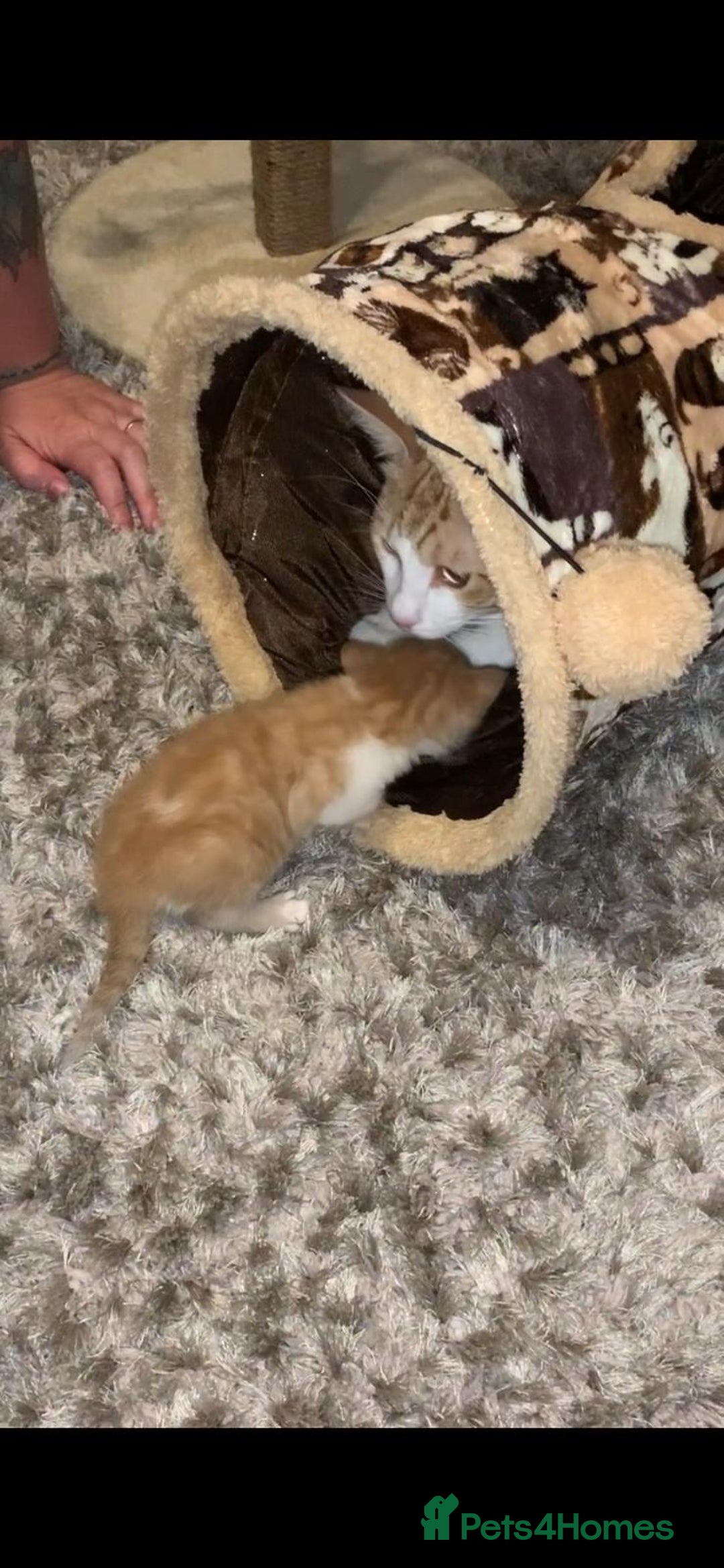 Mixed Breed cats for sale: 3 Male kittens  - Image 16