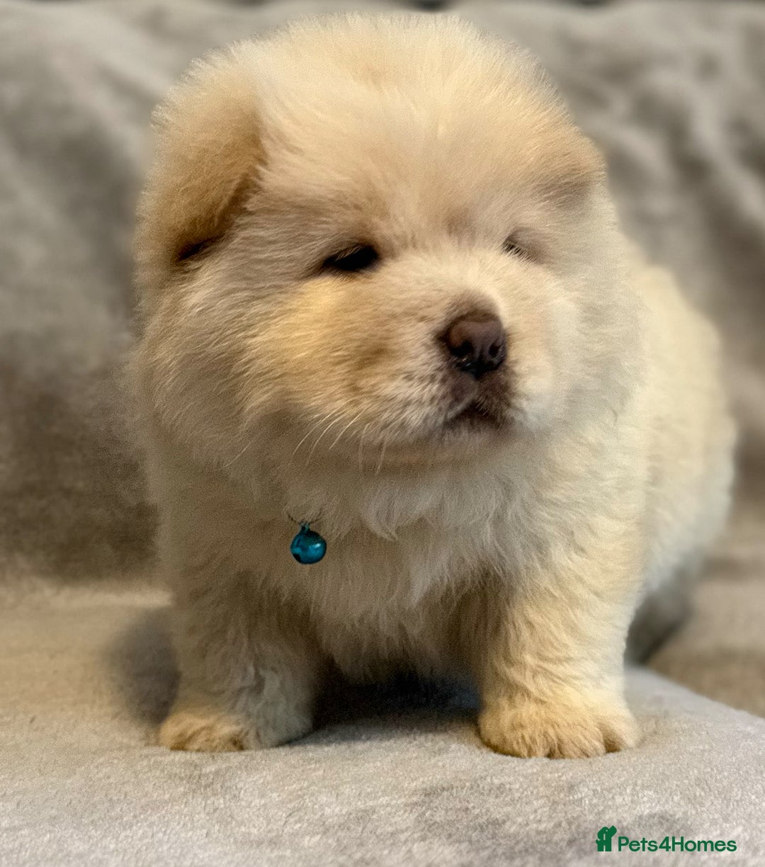 Chow Chow dogs for sale: KC Reg Chow Chow Puppies  - Advert 32