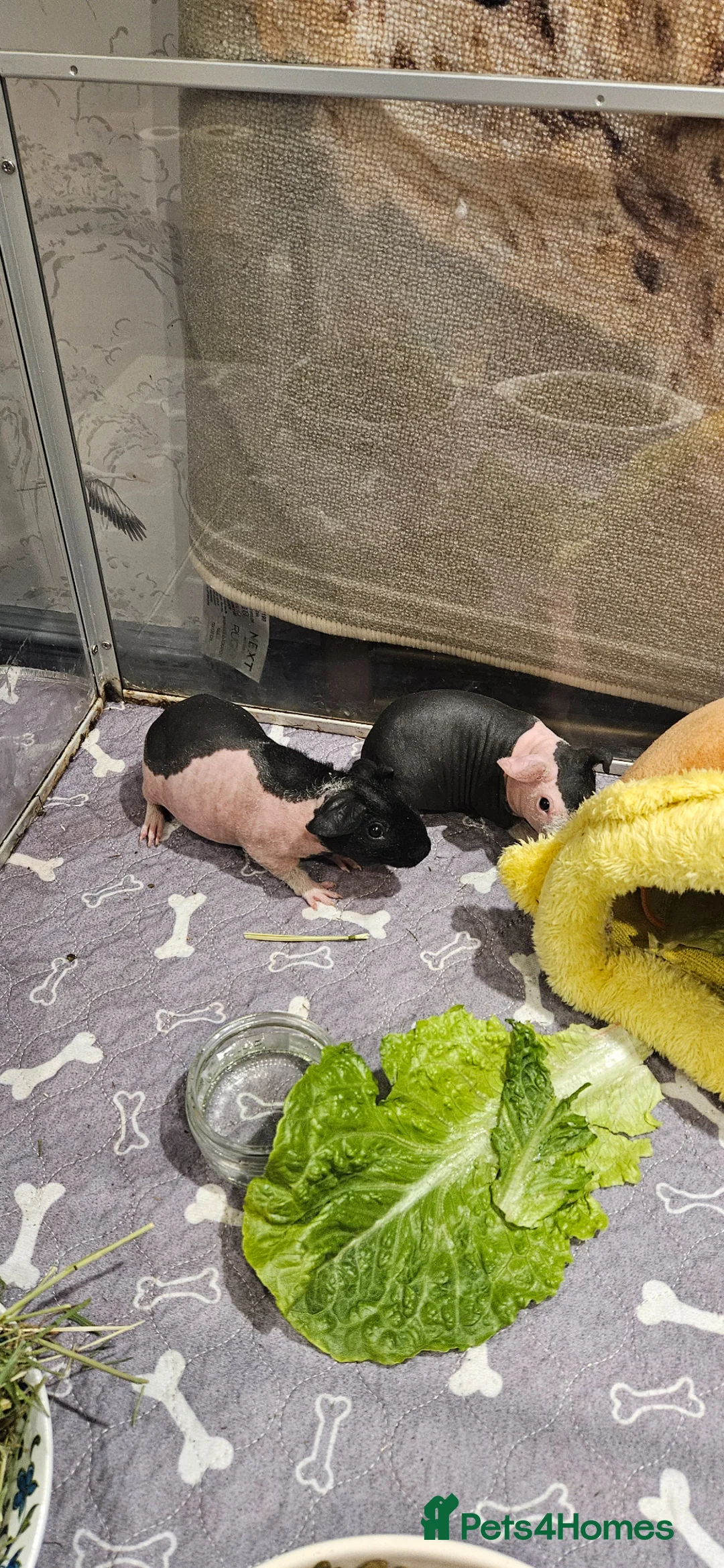 Guinea Pig rodents for sale: Beautiful Skinny Pig Brothers Looking for a home in Malmesbury - Advert 1
