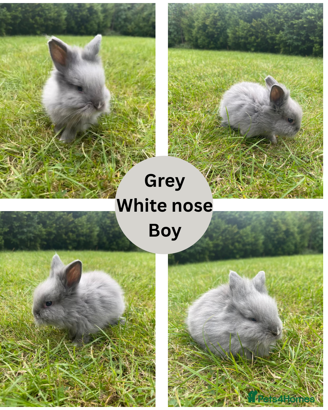 Lionhead rabbits for sale: Lionhead bunnies - Image 5