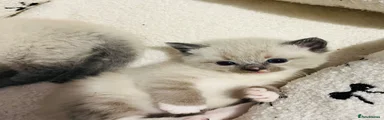 Ragdoll 4