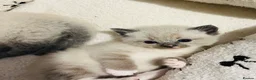 Ragdoll cats for sale: Mix litter of ragdoll x kittens - Advert 2