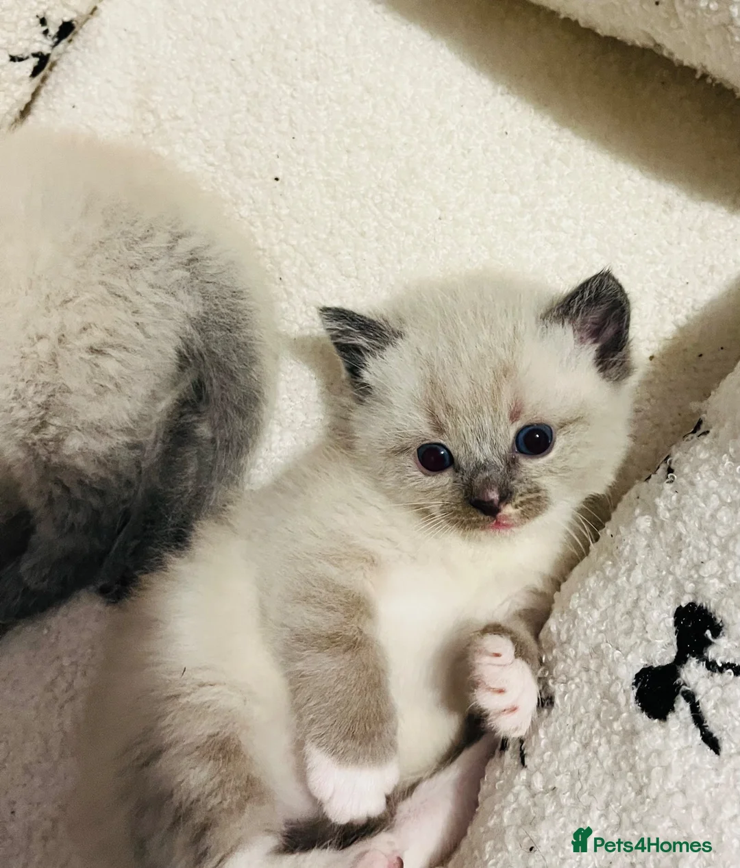 Ragdoll cats for sale: Mix litter of ragdoll x kittens - Advert 2