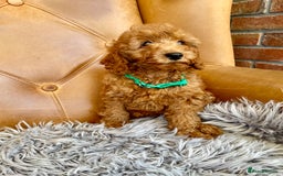 Cavapoochon dogs for sale: Stunning girls and boys - Image 2