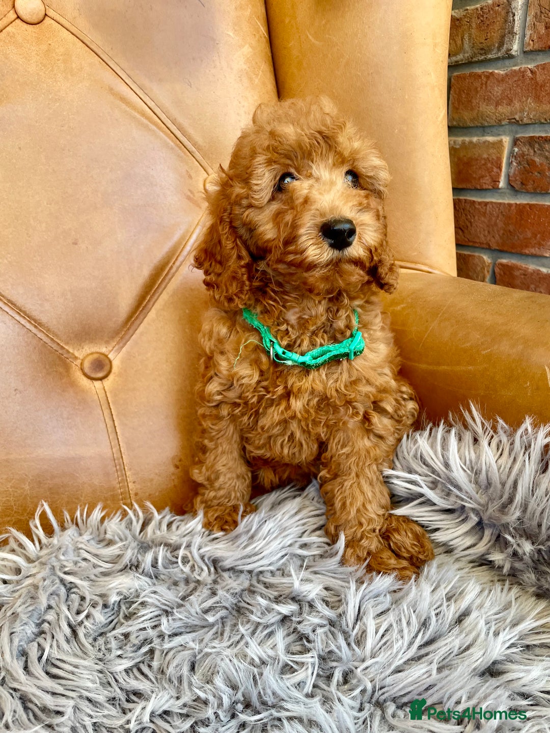 Cavapoochon dogs for sale: Stunning girls and boys - Image 2