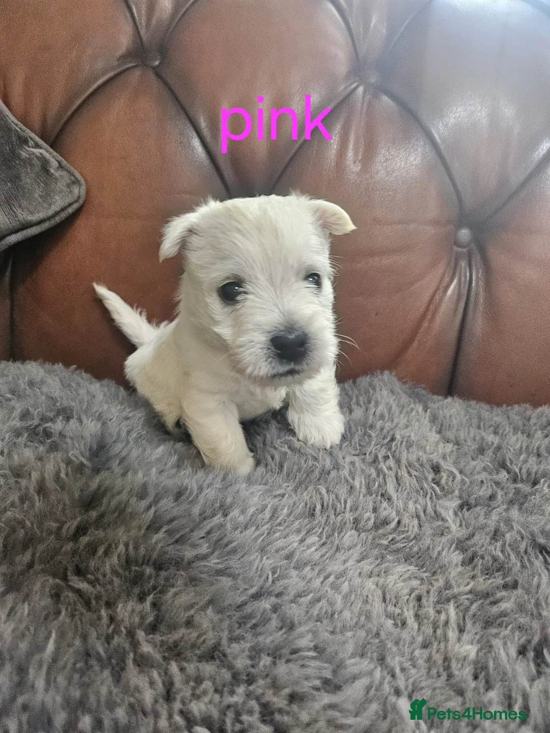 West Highland Terrier dogs for sale: WEST HIGHLAND TERRIERS  - Advert 11
