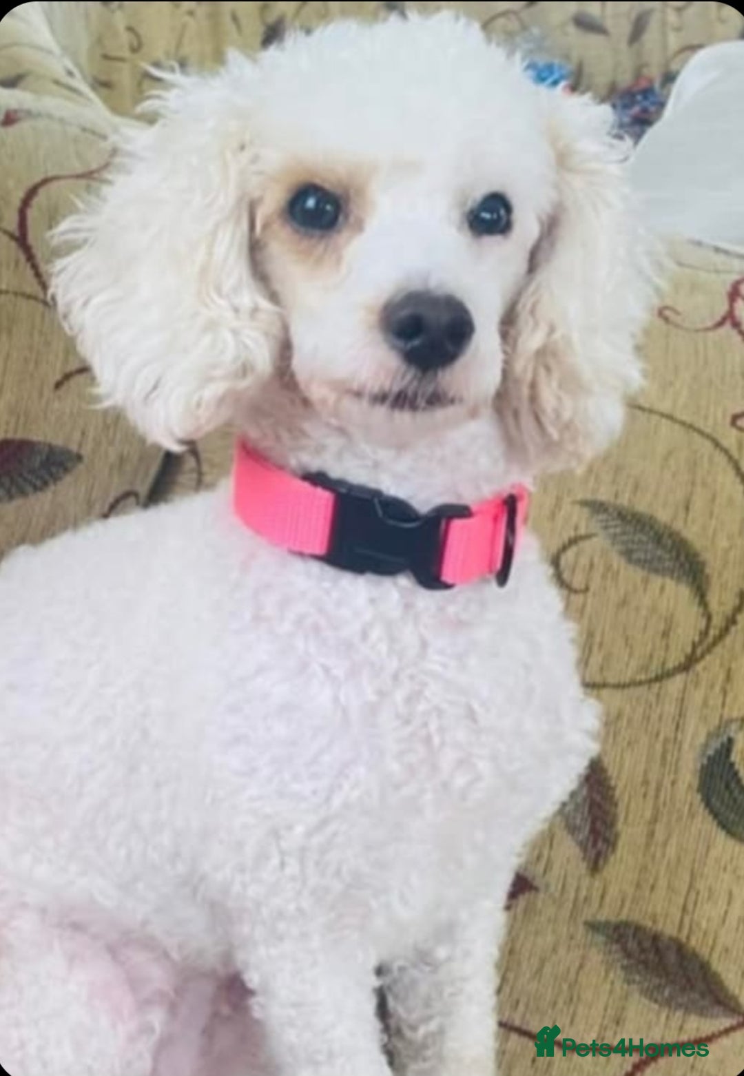 Toy Poodle dogs for sale: Toy poodle puppy  - Image 5