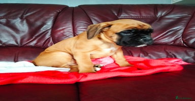 Boxer dogs - Advert 4