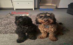Cockapoo dogs for sale: 🐾 Gorgeous Black F2 Cockapoo Puppies 🐾 - Image 5