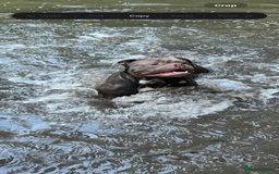 Dorset Olde Tyme Bulldogge dogs for stud: Rolo  - Image 9