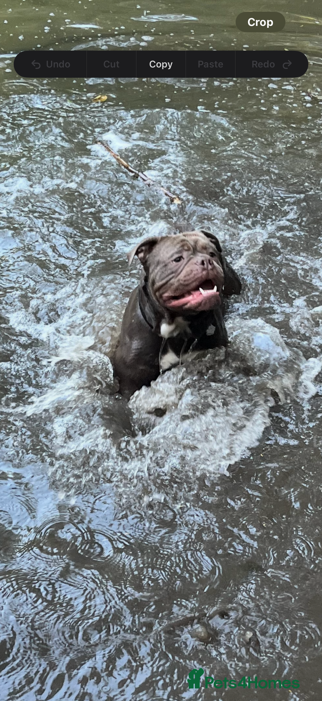 Dorset Olde Tyme Bulldogge dogs for stud: Rolo  - Image 9